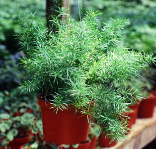 Аспарагус густоцветковый (Asparagus densiflorus)