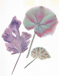 leaf лист ficuscarica begonialeaf сканирование прожилки сканограмма листбегонии фикускарика