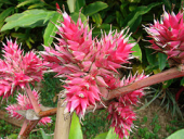 southamerica venezuela wildflower bromelia marcaribe caribbeansea suramérica florsilvestre neotropic northernsouthamerica neotrópico nortedesuramérica