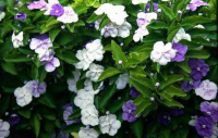 Брунфельсия - Декоративно-цветущие растения