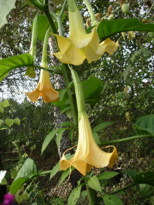 Цветок Бругмансия