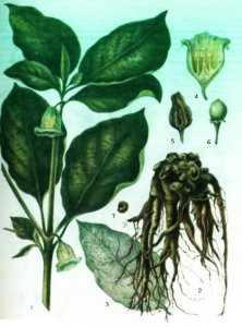 растения Скополия — виды Scopolia