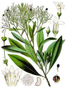 Duboisia - Wikipedia