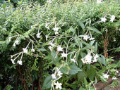 flowers white nicotiana alata