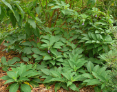 plant sanfranciscocalifornia solanaceae sfbotanicalgarden woodyshrub acnistusaustralis syniochromaaustrale