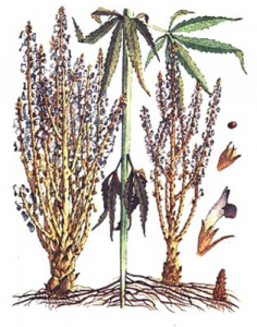 Сорные растения жерардия
