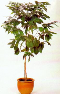 Кофейное дерево, относится к роду Соffea