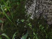 flower macro moss