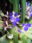 blue flower ecuador mt tropical nicaragua commelinaceae coottha cochliostema cochliostemaodoratissimum falsebromeliad