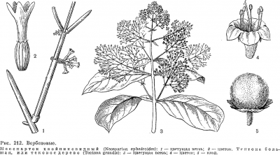 Семейство вербеновые (Verbenaceae)