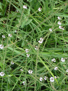 Вербена лекарственная ( Verbena officinalis )
