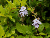 duranta verbenaceae skyflower pigeonberry goldendewdrop durantaerecta pingodeouro violeteira taxonomy:binomial=durantaerecta violeteiradourada ruranta