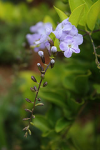 duranta verbenaceae skyflower pigeonberry goldendewdrop durantaerecta pingodeouro violeteira taxonomy:binomial=durantaerecta violeteiradourada ruranta