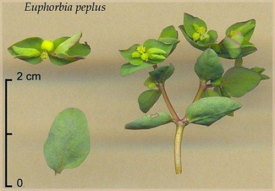 Семейство молочайные - euphorbiaceae