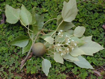 Тунг, масляное дерево (Aleurites)