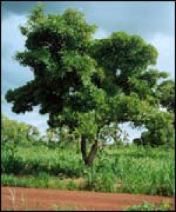 масляное дерево