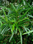 Taxonomy:family=euphorbiaceae gardencroton variegatedcroton Geo:country=malaysia pokokpuding Taxonomy:binomial=codiaeumvariegatum