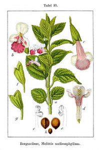 Кадило (растение) — Википедия