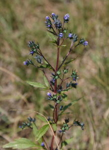 Аметистея голубая - Amethystea caerulea L.