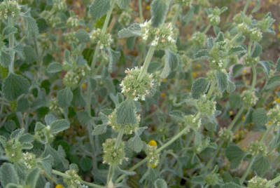 Белокудренник (Marrubium vulgare)