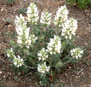 Панцерина (Panzerina lanata) из семейства яснотковые.