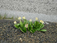 Гемантус белоцветковый — Haemanthus albiflos