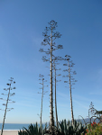 sky plant santamonica agave небо flowershots агава