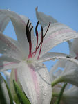 flower lily 2007 crinum canons2is