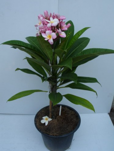 Плюмерия (лат. Plumeria)