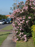 road pink flowers traffic australia brisbane qld shrub apocynaceae oleander nerium neriumoleander taxonomy:family=apocynaceae олеандр