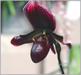 Дикая орхидея |или Венерин башмачок ...