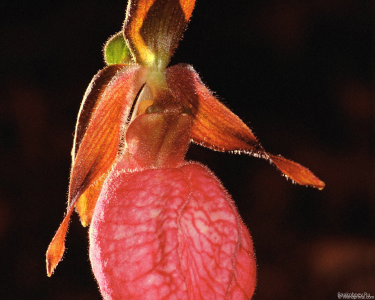 Прелестная орхидея "Венерин башмачок ...