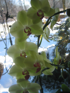 орхидеи на подоконнике