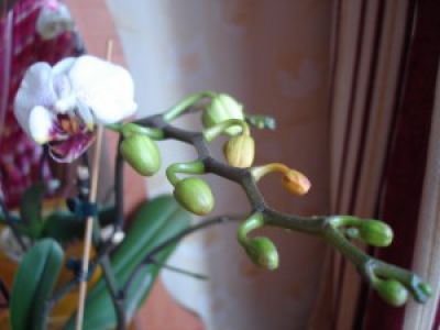 бутоны у орхидей