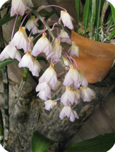 Болезни орхидей бывают вирусные