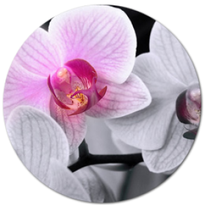 Орхидею Ликаста