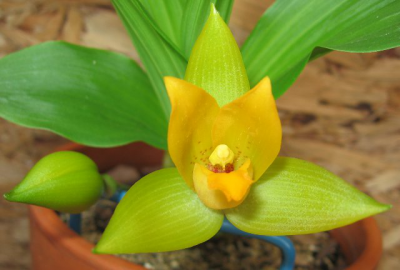 Орхидея Ликаста (Lycaste)