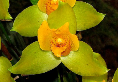 Ликаста — орхидея (Lycaste)