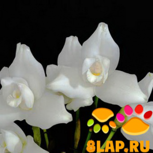 Орхидея ликаста или белая монахиня