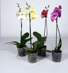 Выращивание орхидеи и методы борьбы с ее вредителями