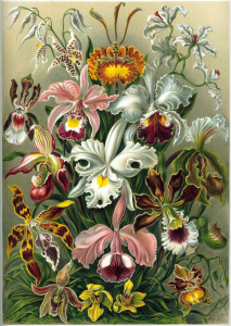 Научная классификация орхидей