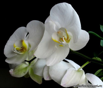 Орхидеи (Орхидные) / Orchidaceae