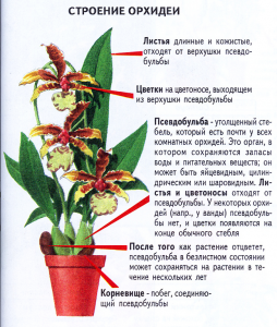 ОРХИДНЫЕ (ORCHIDACEAE), орхидеи