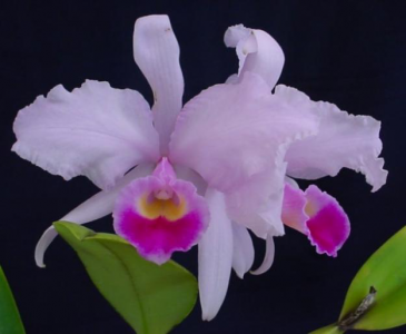 Растения семейства Орхидные