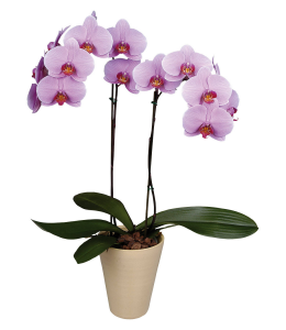 Орхидеи - Фаленопсис Charleston