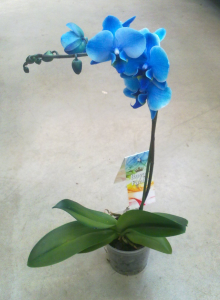 Орхидея Фаленопсис2