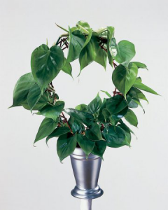Филодендрон лазящий (Philodendron scandens)