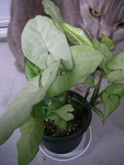 plant cat ahchan syngonium