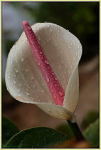 sexy anthurium flowerotica mywinners molhadinho excellentsflowers