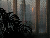 2005 москва город цвет окно цифра рассвет термометр монстера